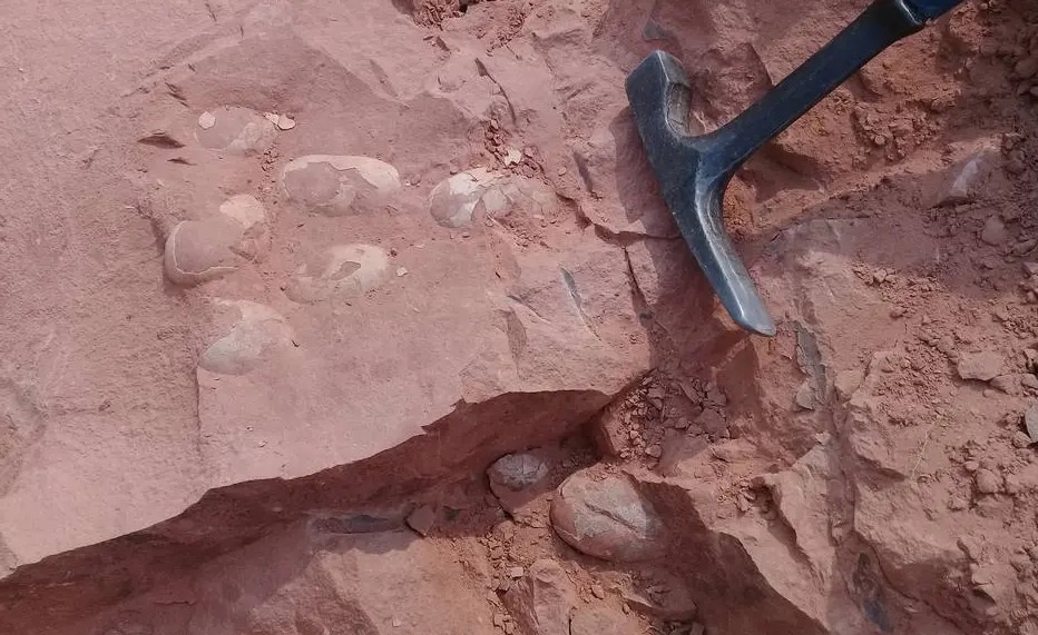 Ninhada com ovos da ‘Era dos Dinossauros’ é encontrada no interior de SP