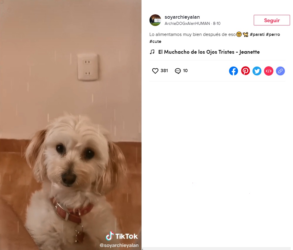 pensarcontemporaneo.com - Jovem ensina cachorro a como reagir se um desconhecido o pegar a força e vídeo viraliza