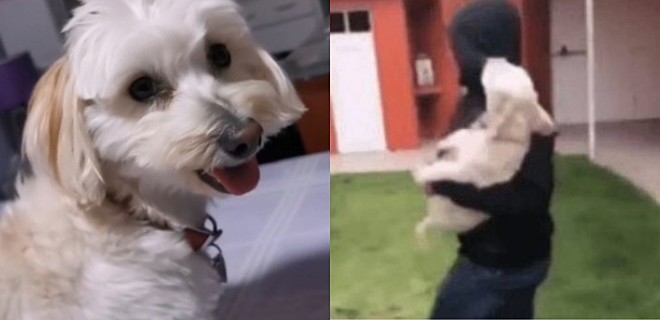 Jovem ensina cachorro a como reagir se um desconhecido o pegar a força e vídeo viraliza