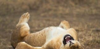 Uma prévia dos animais mais engraçados do premio de fotografia mais divertido do mundo