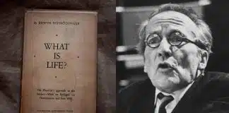 Poderia a vida, como consciência, ser um fenômeno emergente?