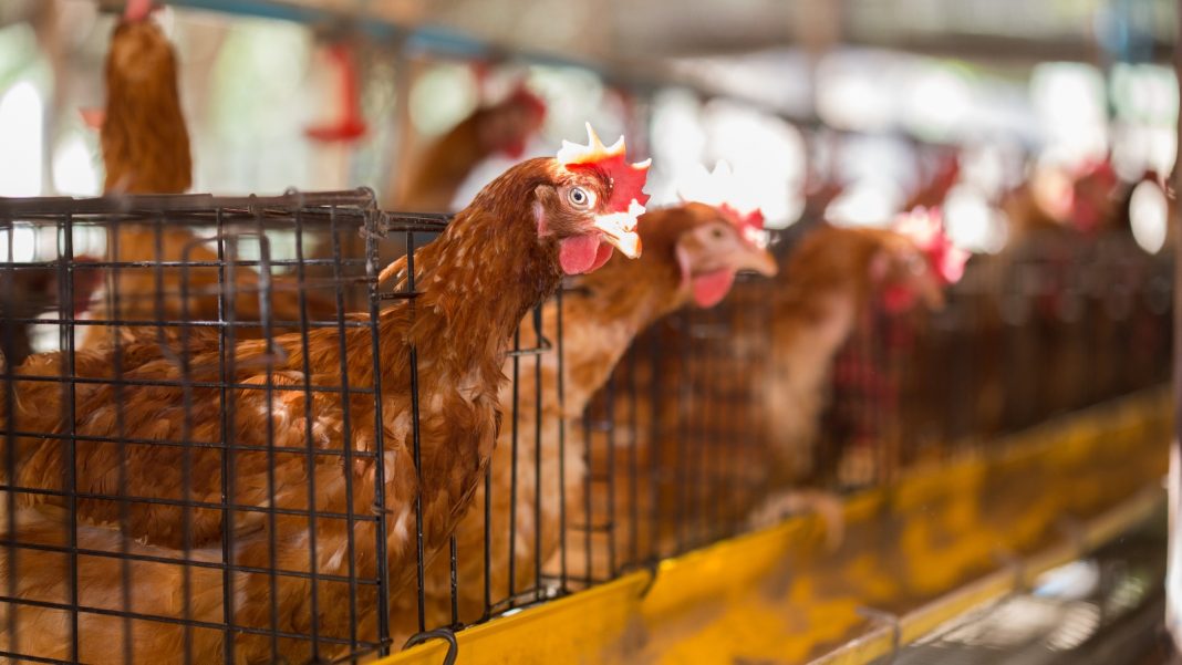 UE aprova fim da criação industrial de animais em gaiolas