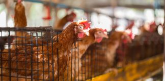 UE aprova fim da criação industrial de animais em gaiolas