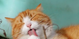 Vizinhos denunciam festa clandestina e polícia encontra gato ‘tocando música’