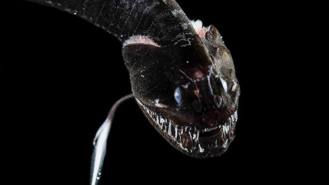 Cientistas descobriram 16 espécies de peixes ‘ultra-pretas’ que absorvem 99,9% da luz