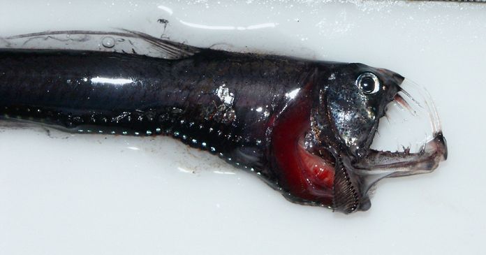 pensarcontemporaneo.com - Cientistas descobriram 16 espécies de peixes 'ultra-pretas' que absorvem 99,9% da luz