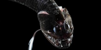 Cientistas descobriram 16 espécies de peixes ‘ultra-pretas’ que absorvem 99,9% da luz