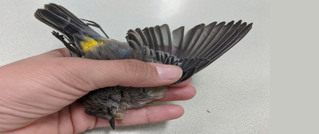 Aves canoras estão morrendo misteriosamente em todo o leste dos Estados Unidos. Cientistas estão lutando para descobrir o porquê