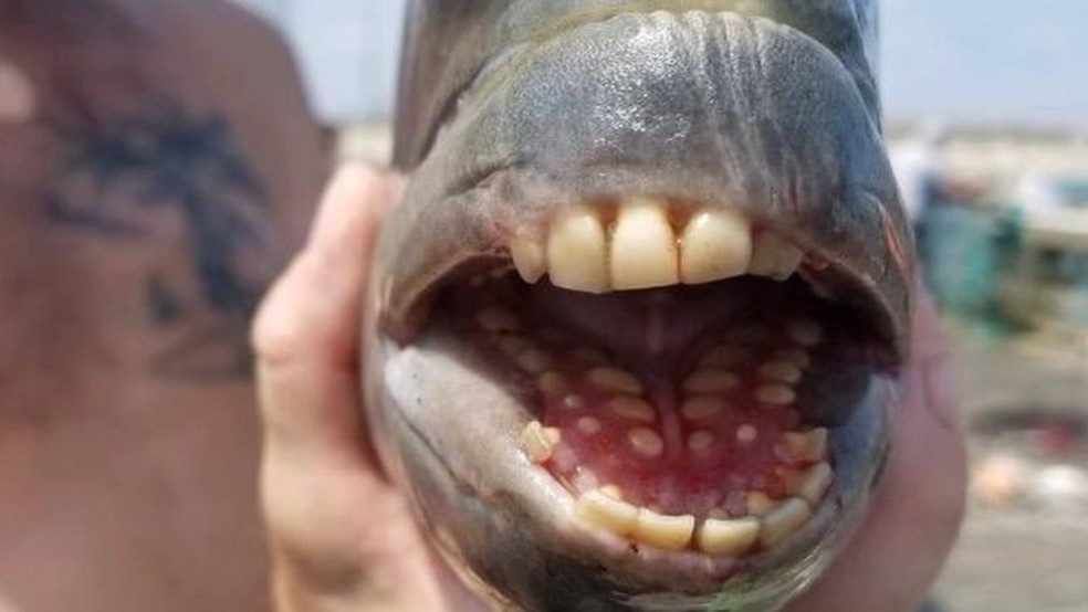 Peixe bizarro com ‘dentes humanos’ é capturado em pescaria nos EUA