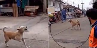 Cachorro finge ter pata quebrada para ganhar comida e carinho