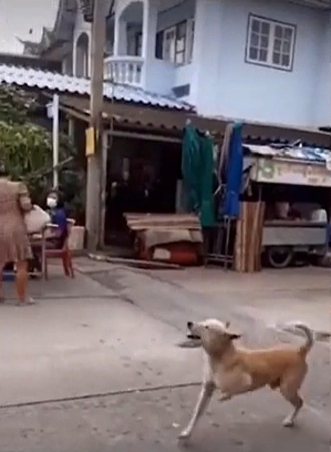 pensarcontemporaneo.com - Cachorro finge ter pata quebrada para ganhar comida e carinho