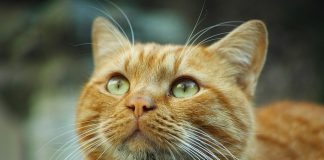 Mais de 20 gatos entram na Justiça contra condomínio que quer impedir presença de animais