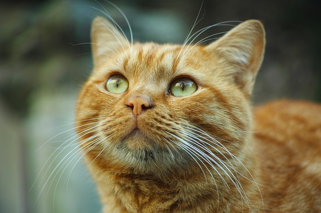 Mais de 20 gatos entram na Justiça contra condomínio que quer impedir presença de animais