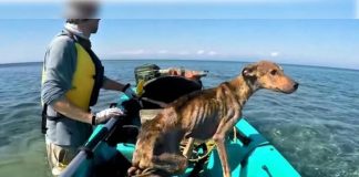 Cachorro abandonado em ilha deserta é adotado por fotógrafo que o salvou
