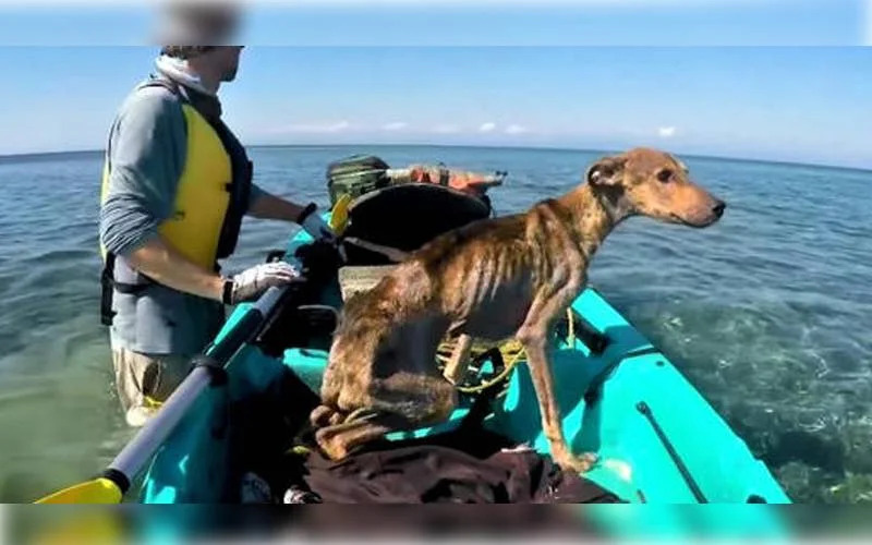 Cachorro abandonado em ilha deserta é adotado por fotógrafo que o salvou