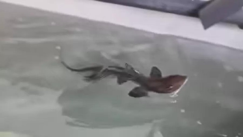 Tubarão nasce em aquário habitado só por fêmeas