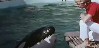 A história comovente de uma baleia que “se matou” ao bater repetidamente a cabeça contra o tanque