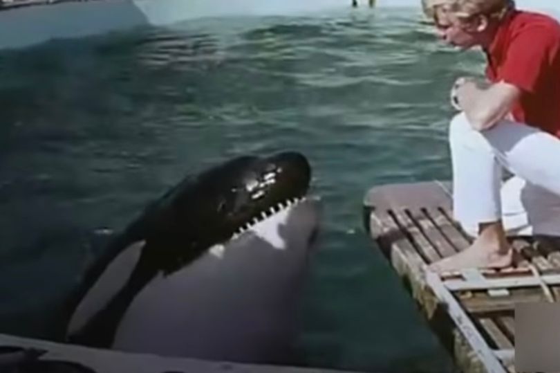 A história comovente de uma baleia que “se matou” ao bater repetidamente a cabeça contra o tanque