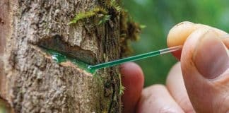 Mineração de Zinco, Níquel e Cobalto de Plantas: “Fitominação” é o Futuro Sustentável