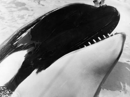pensarcontemporaneo.com - A história comovente de uma baleia que "se matou" ao bater repetidamente a cabeça contra o tanque