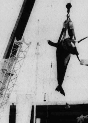 pensarcontemporaneo.com - A história comovente de uma baleia que "se matou" ao bater repetidamente a cabeça contra o tanque