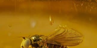 Fotos incríveis dão uma visão deslumbrante do mundo oculto das coisas minúsculas