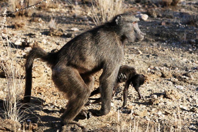 Mães primatas às vezes carregam seus bebês mortos com elas por meses – Eis o porquê