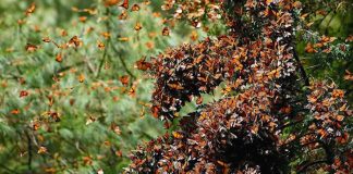 Ouça milhões de borboletas monarcas que fazem um dos sons mais raros da Terra: “Assim como uma cachoeira”