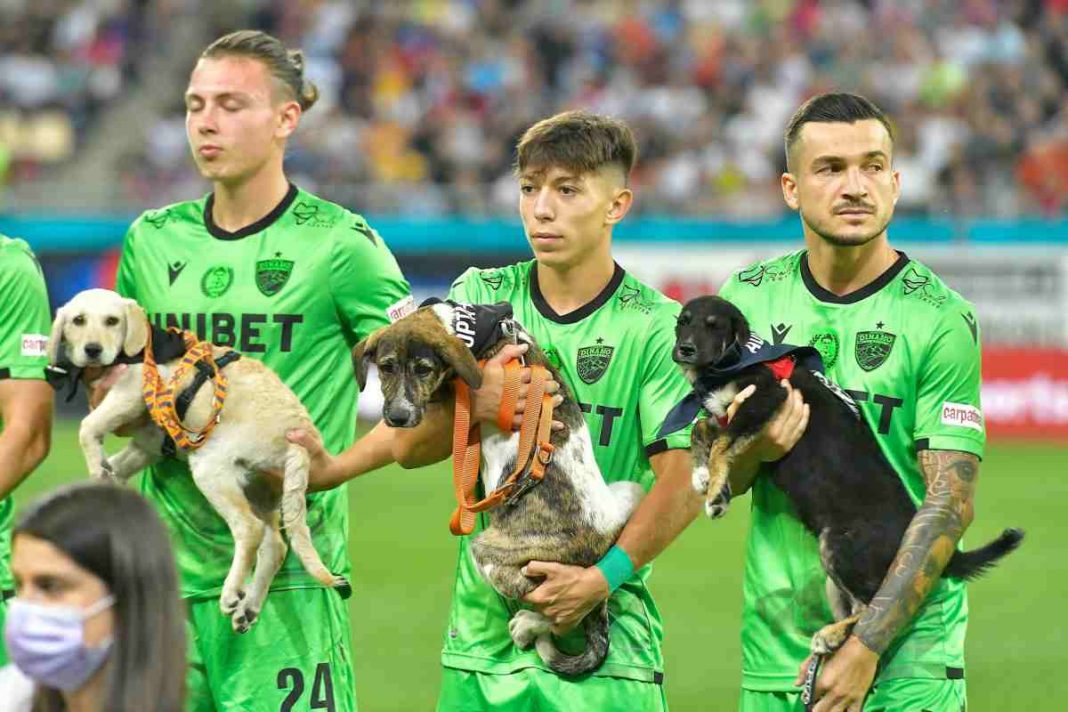 Ao longo do ano, os jogadores de futebol romenos levam cachorrinhos para o campo em busca de adoção