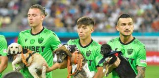 Ao longo do ano, os jogadores de futebol romenos levam cachorrinhos para o campo em busca de adoção