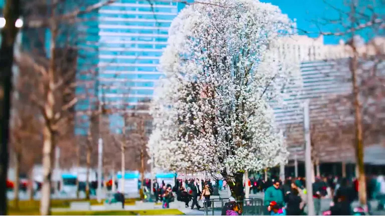 pensarcontemporaneo.com - Conheça a bela e notável árvore que sobreviveu ao 11 de setembro