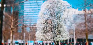 Conheça a bela e notável árvore que sobreviveu ao 11 de setembro