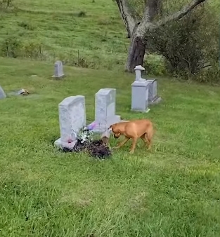 pensarcontemporaneo.com - Cachorrinho visita cemitério e sempre sabe reconhecer qual é o túmulo de sua "avó"