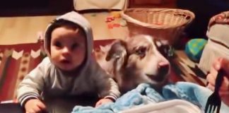 Mãe usa comida para convencer o bebê a falar “mamãe”, mas cai na gargalhada quando seu cão fala primeiro