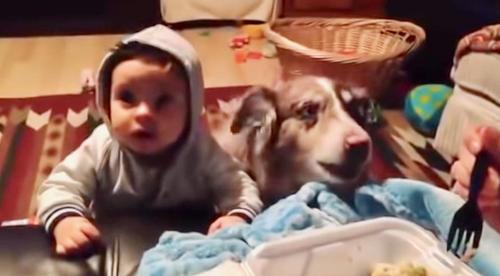 Mãe usa comida para convencer o bebê a falar “mamãe”, mas cai na gargalhada quando seu cão fala primeiro