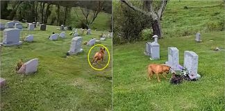 Cachorrinho visita cemitério e sempre sabe reconhecer qual é o túmulo de sua “avó”