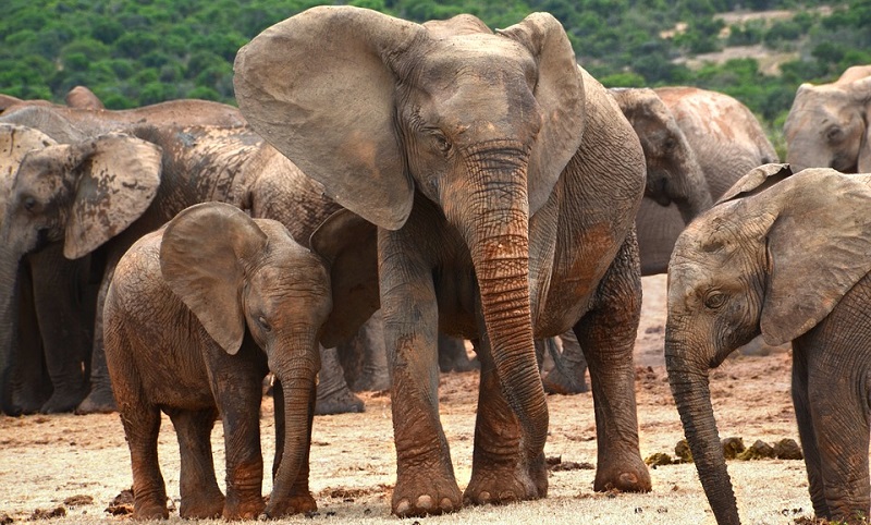 Caça por marfim pode ter sido responsável pela evolução de elefantes sem presas