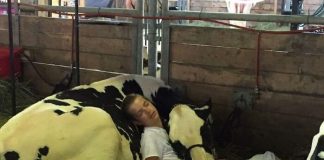 Menino exausto e sua vaca perdem uma competição, mas conquistam a Internet após uma soneca juntos