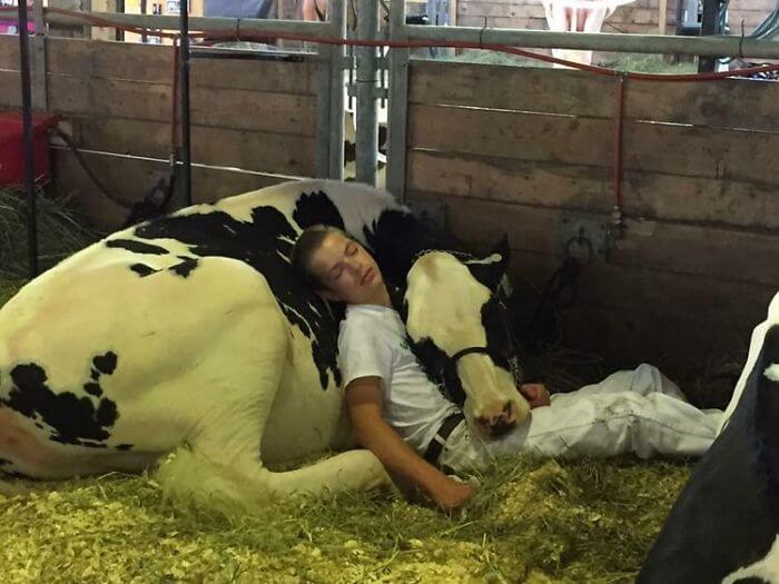 pensarcontemporaneo.com - Menino exausto e sua vaca perdem uma competição, mas conquistam a Internet após uma soneca juntos
