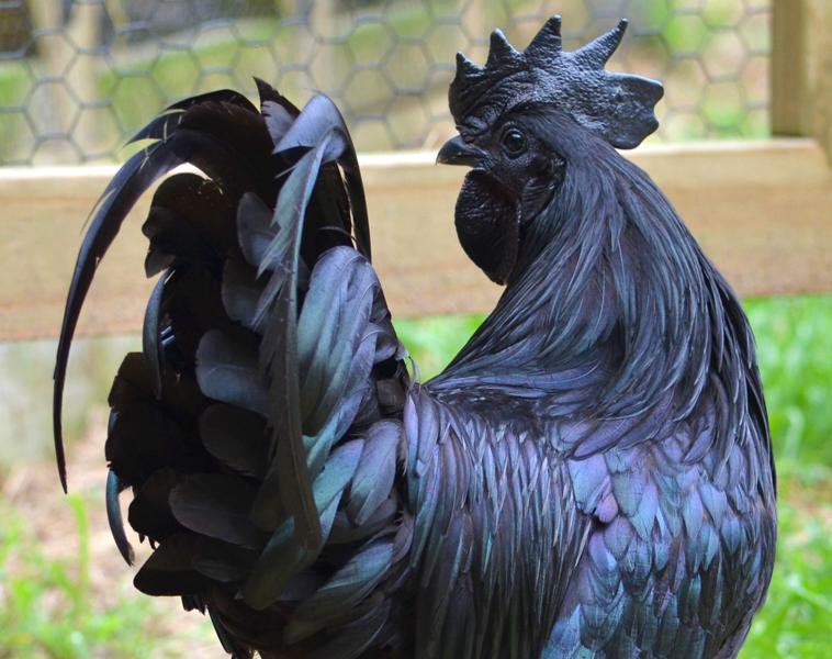 pensarcontemporaneo.com - A rara “galinha gótica” que é 100% preta, desde as penas aos seus órgãos internos e ossos