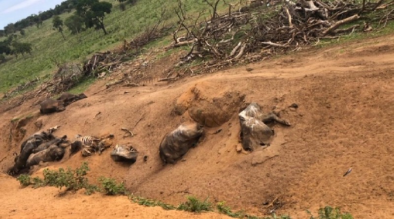 pensarcontemporaneo.com - No interior de SP, fazendeiro abandona mais de mil búfalas que são deixadas para morrer