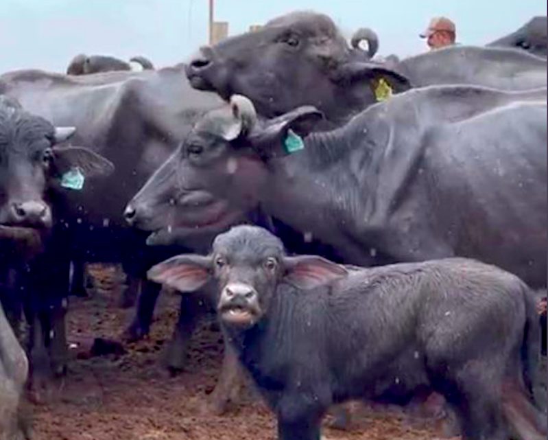 pensarcontemporaneo.com - No interior de SP, fazendeiro abandona mais de mil búfalas que são deixadas para morrer