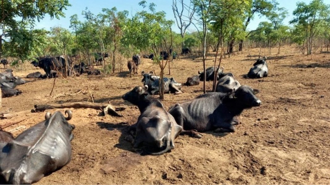 No interior de SP, fazendeiro abandona mais de mil búfalas que são deixadas para morrer