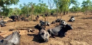 No interior de SP, fazendeiro abandona mais de mil búfalas que são deixadas para morrer