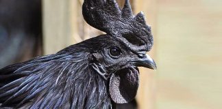 A rara “galinha gótica” que é 100% preta, desde as penas aos seus órgãos internos e ossos