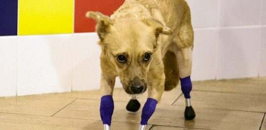 pensarcontemporaneo.com - Monika, a cadela mutilada e abandonada que fez história após receber quatro próteses biônicas