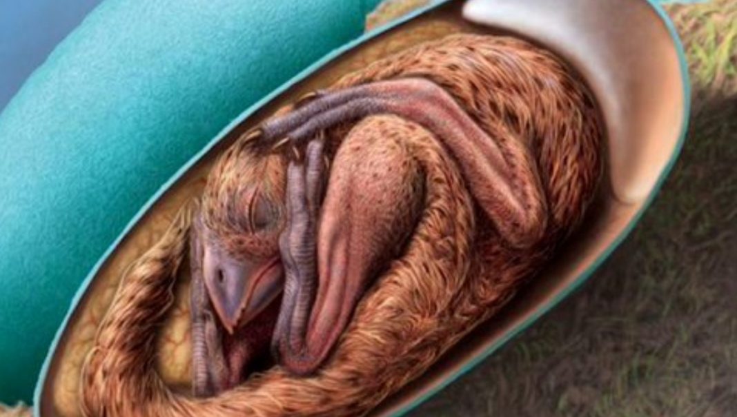 Incrível fóssil de bebê dinossauro preso em seu ovo fornece novas pistas evolucionárias