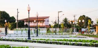 Agricultura urbana pode ser saída para problema da fome nas grandes cidades