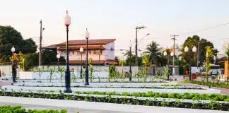 Agricultura urbana pode ser saída para problema da fome nas grandes cidades