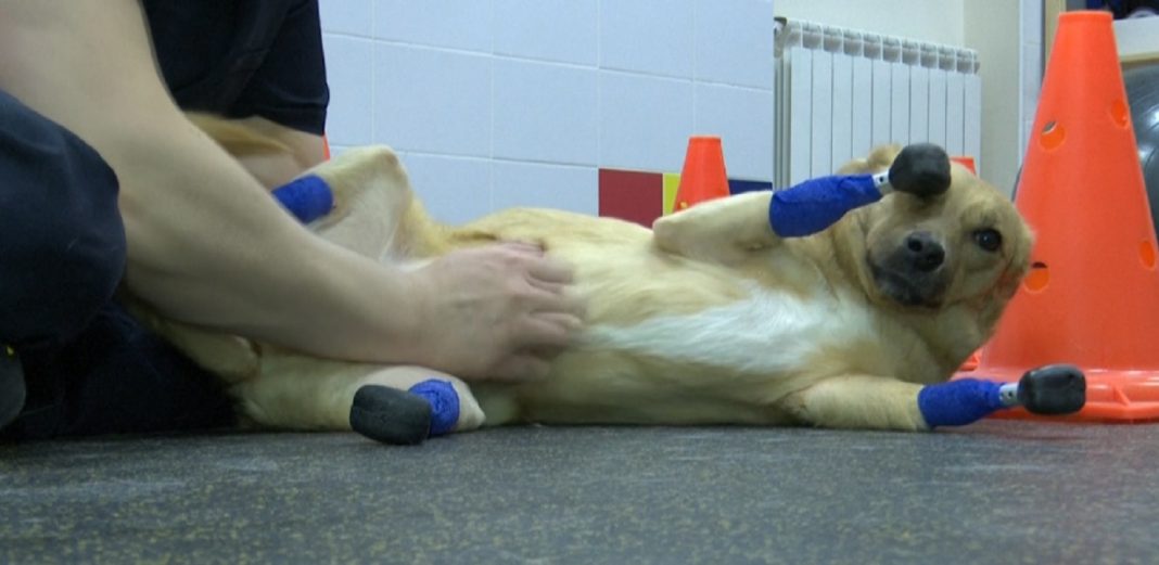 Monika, a cadela mutilada e abandonada que fez história após receber quatro próteses biônicas